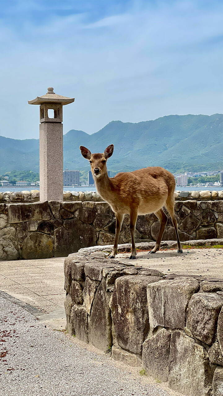 Picture of deer in Miyajima - Japan