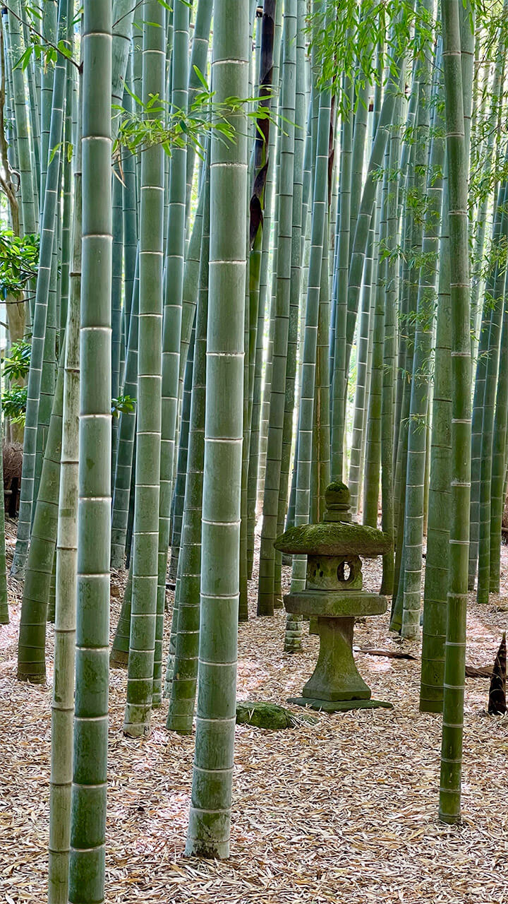 Picture of a bamboo forest in Kyoto - Japan